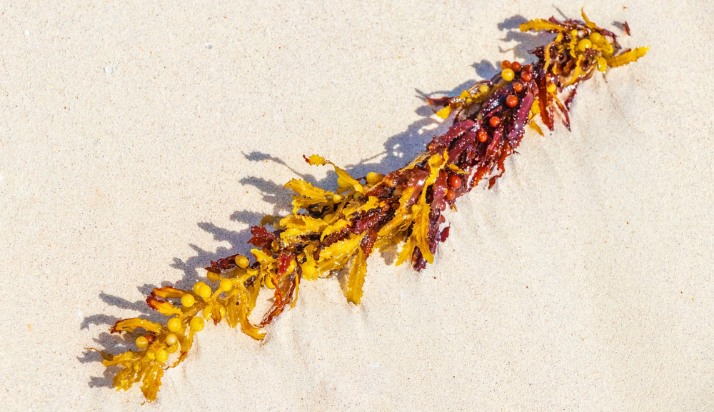 Investigadores de Turismo y Gastronomía utilizan harina de algas como alternativa para la panificación vegana