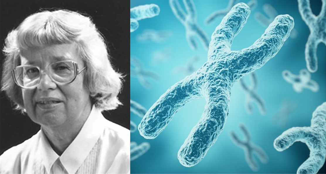 A propósito de mujeres en la ciencia, Una genetista, dos cromosomas X, algunos ratones, y un gato particular.