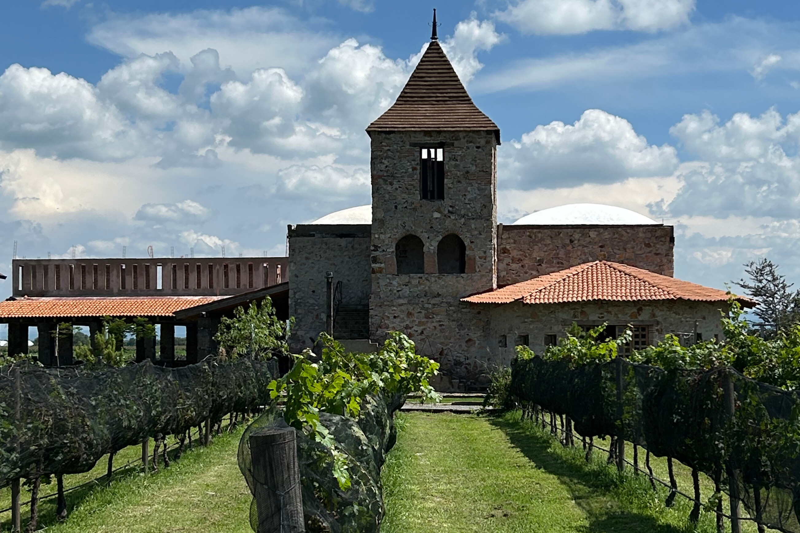 viñedos