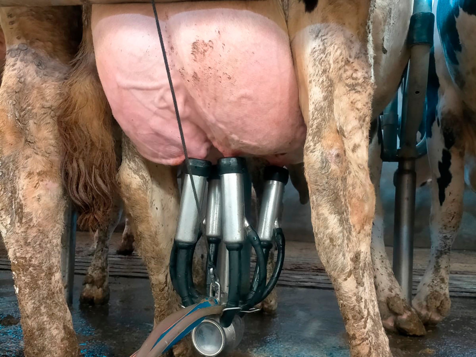 4 / 6 - Visita a Rancho Ganadero Especializado en Producción de Leche 4 / 6 - Visita a Rancho Ganadero Especializado en Producción de Leche