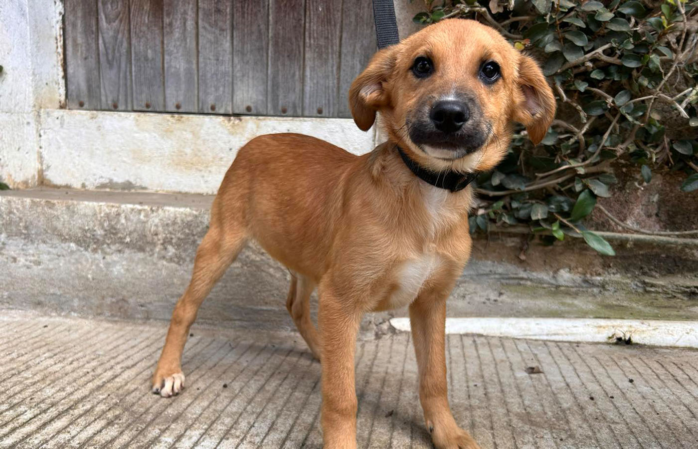 2 / 5 - Servicio Social en Amigos de los Animales A.C. 2 / 5 - Servicio Social en Amigos de los Animales A.C.