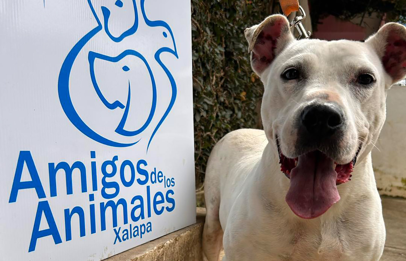 4 / 5 - Servicio Social en Amigos de los Animales A.C. 4 / 5 - Servicio Social en Amigos de los Animales A.C.