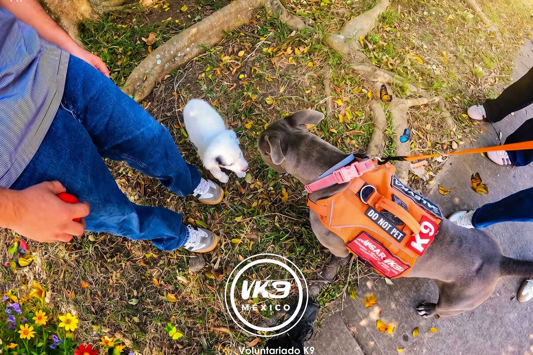 4 / 6 - Voluntariado K9 México: Servicio Social que Trasciende Vidas 4 / 6 - Voluntariado K9 México: Servicio Social que Trasciende Vidas