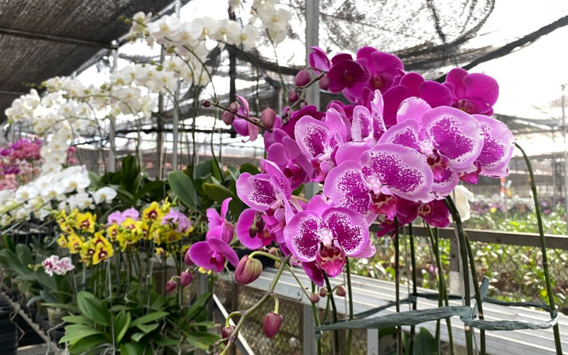 6 / 6 - Museo de la Orquídea: Donde el Compromiso Social Florece 6 / 6 - Museo de la Orquídea: Donde el Compromiso Social Florece