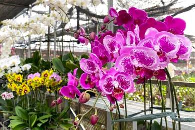 Museo de la Orquídea: Donde el Compromiso Social Florece